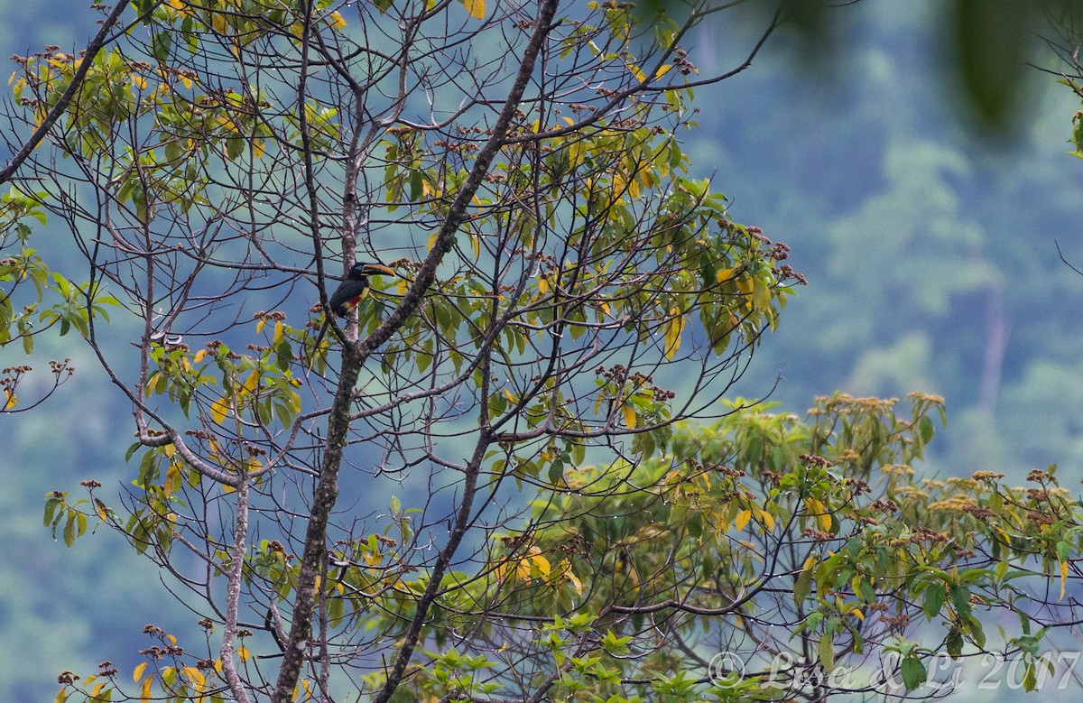 Chestnut-eared Aracari - ML354169171