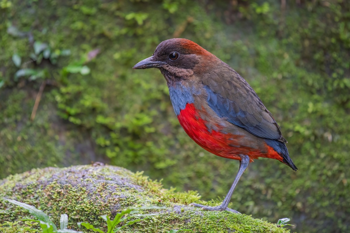 Whiskered Pitta - ML354169261