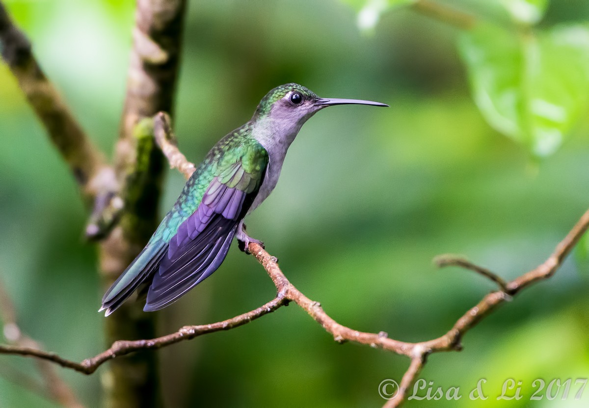 Colibrí Pechigrís - ML354169341