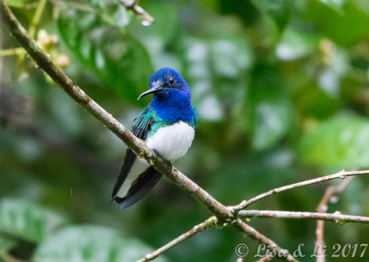 Colibrí Nuquiblanco - ML354169401