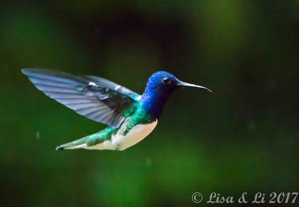 Colibrí Nuquiblanco - ML354169411