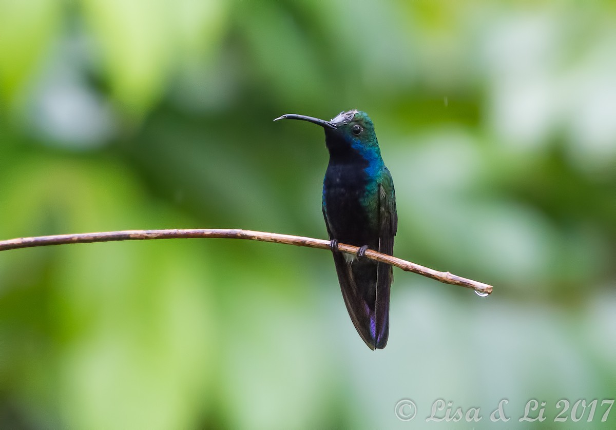 Black-throated Mango - ML354169521