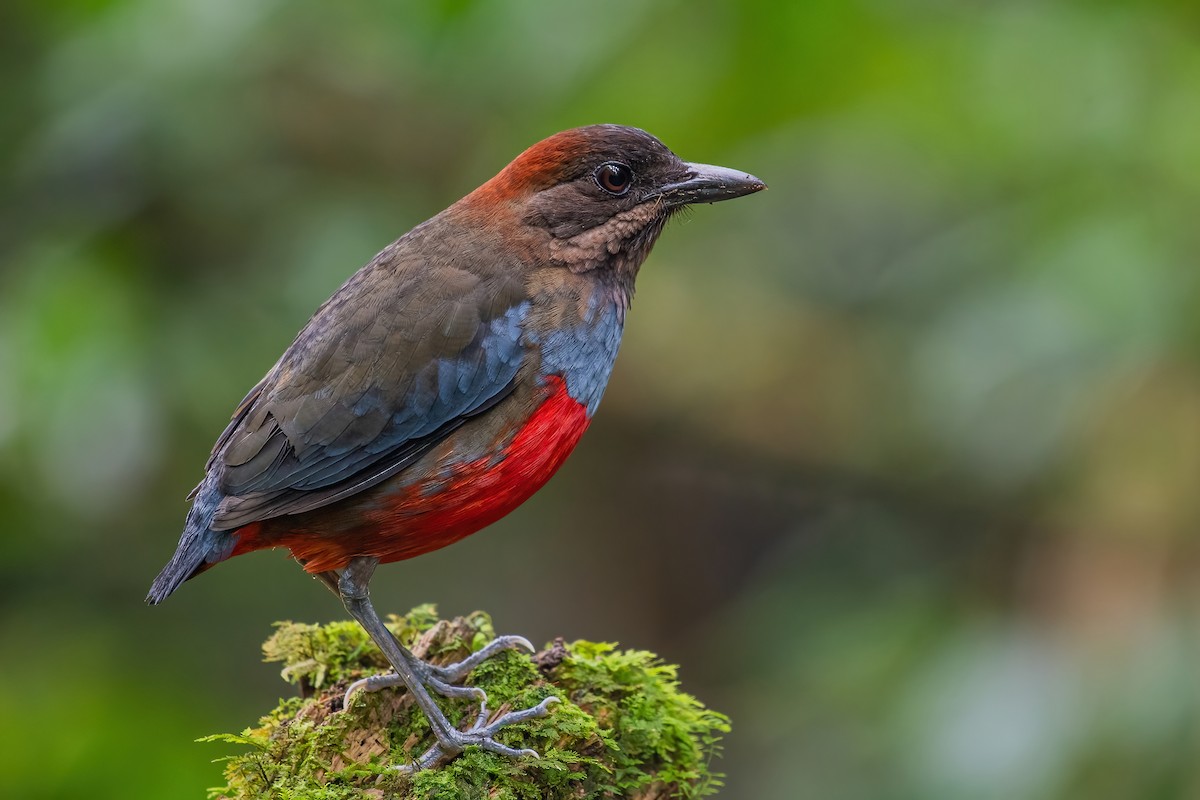 Whiskered Pitta - ML354169541