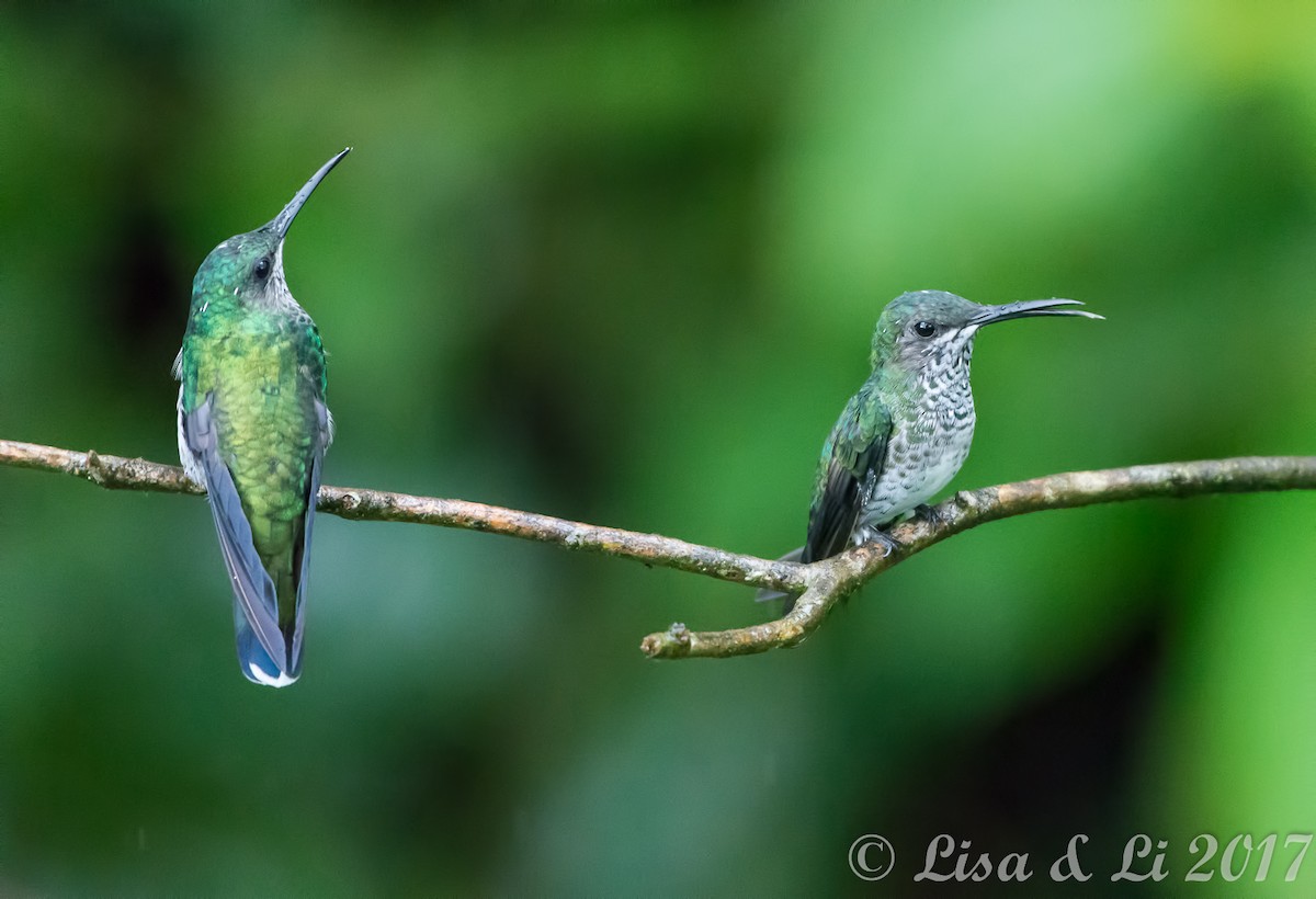 Many-spotted Hummingbird - Lisa & Li Li