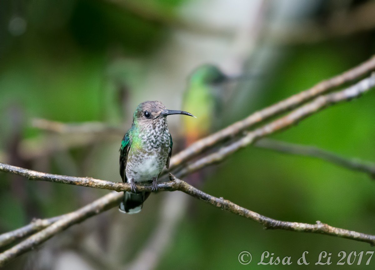 Many-spotted Hummingbird - Lisa & Li Li