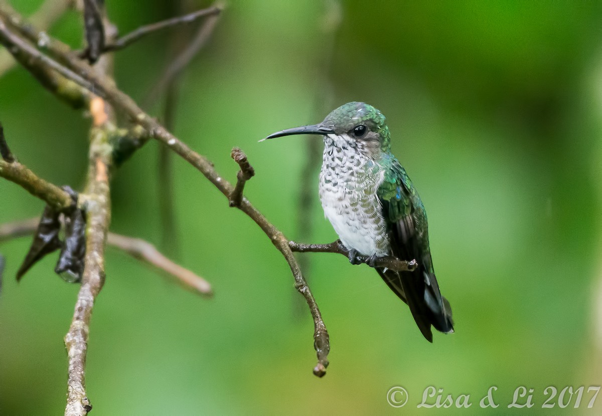 Many-spotted Hummingbird - ML354169641