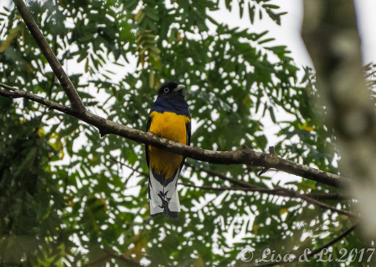 Green-backed Trogon - ML354169721