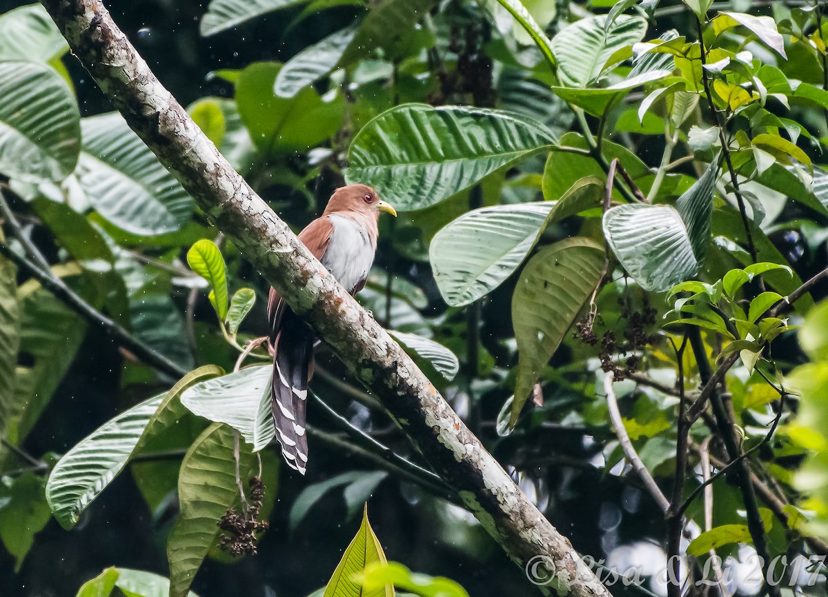 Squirrel Cuckoo - ML354169901