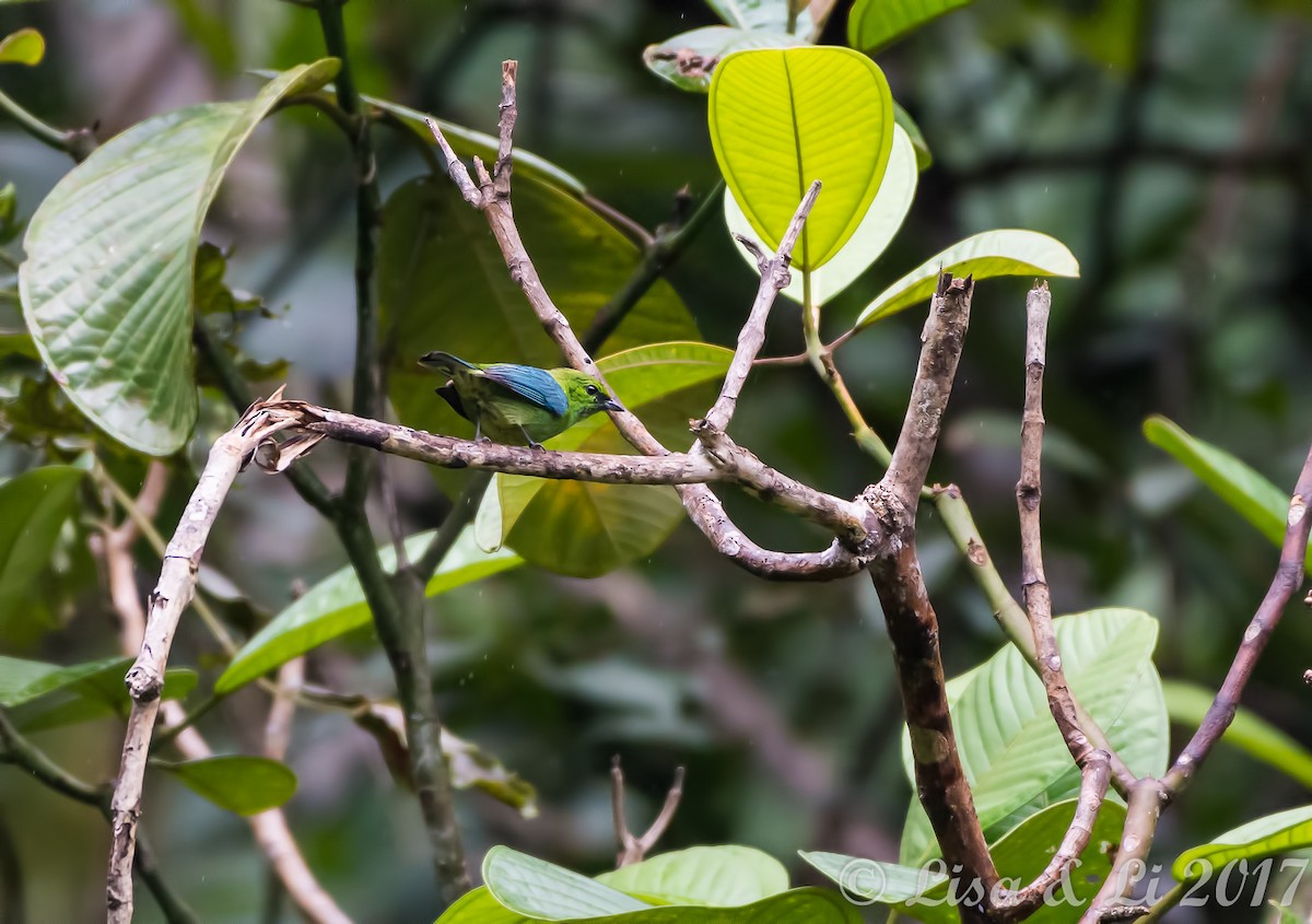 Dotted Tanager - ML354169961