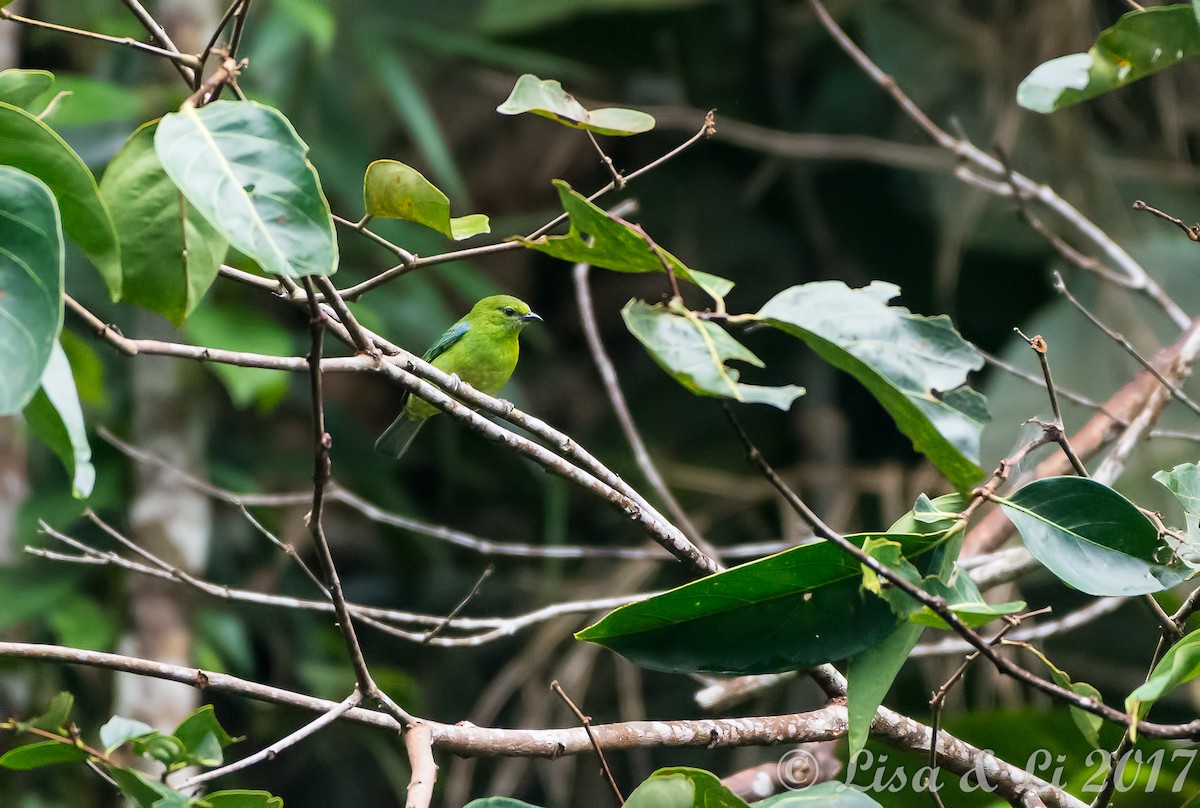 Dotted Tanager - ML354170191