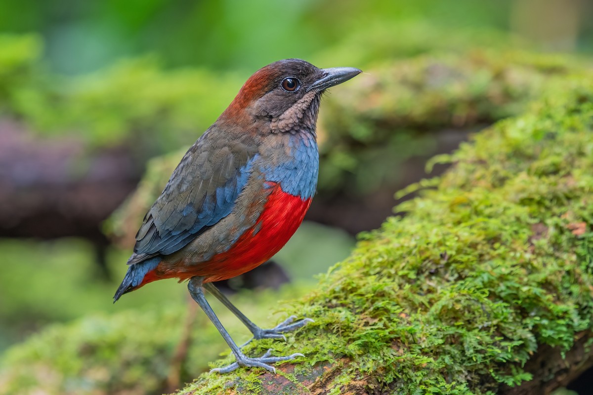 Whiskered Pitta - ML354170261