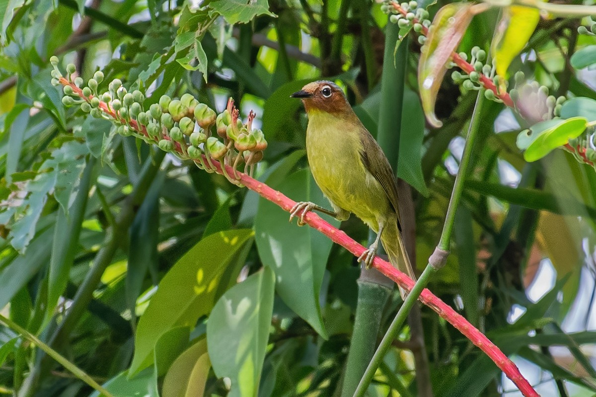 Rostgesicht-Streifenbrillenvogel - ML354170341