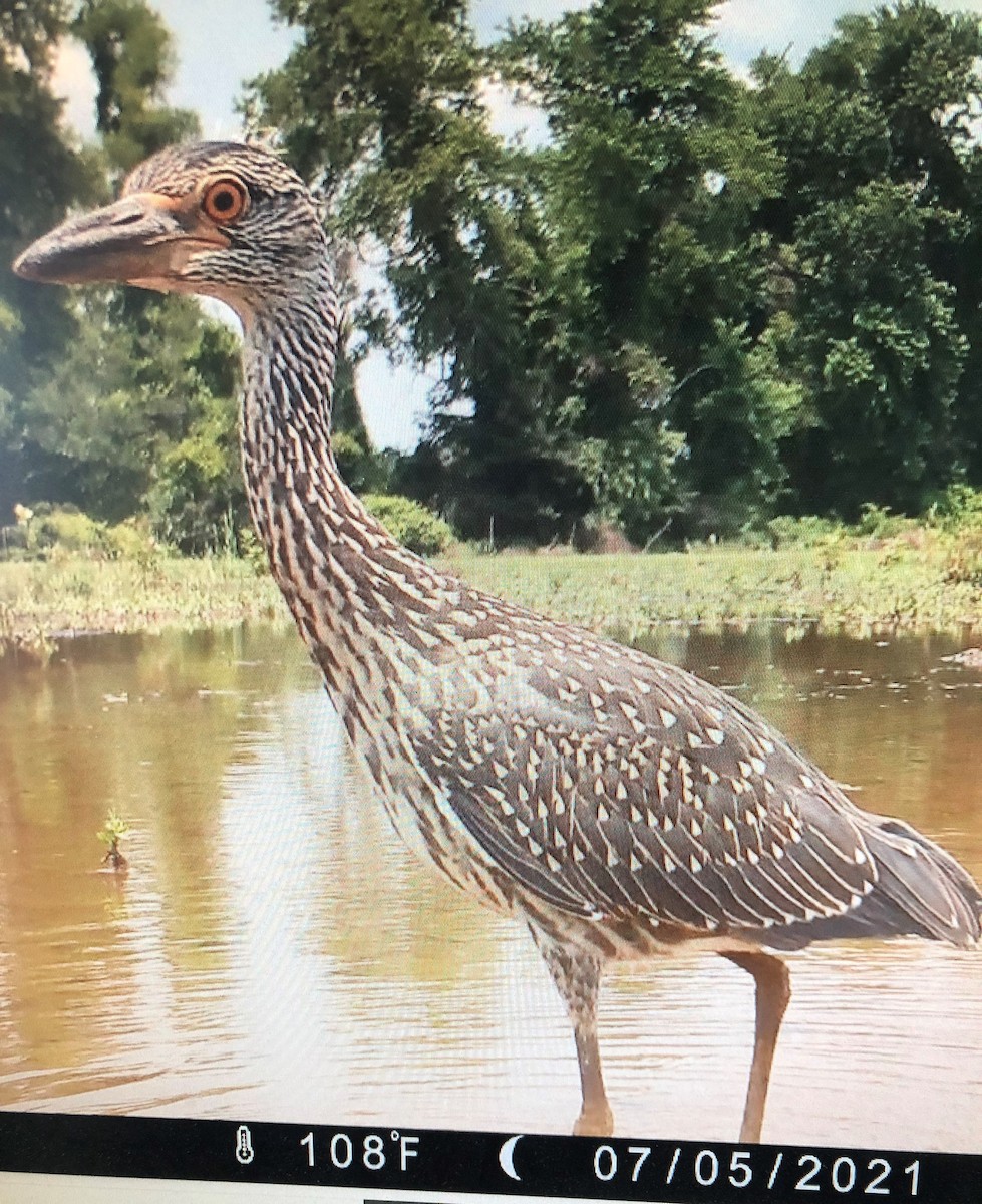 Yellow-crowned Night Heron - ML354170441
