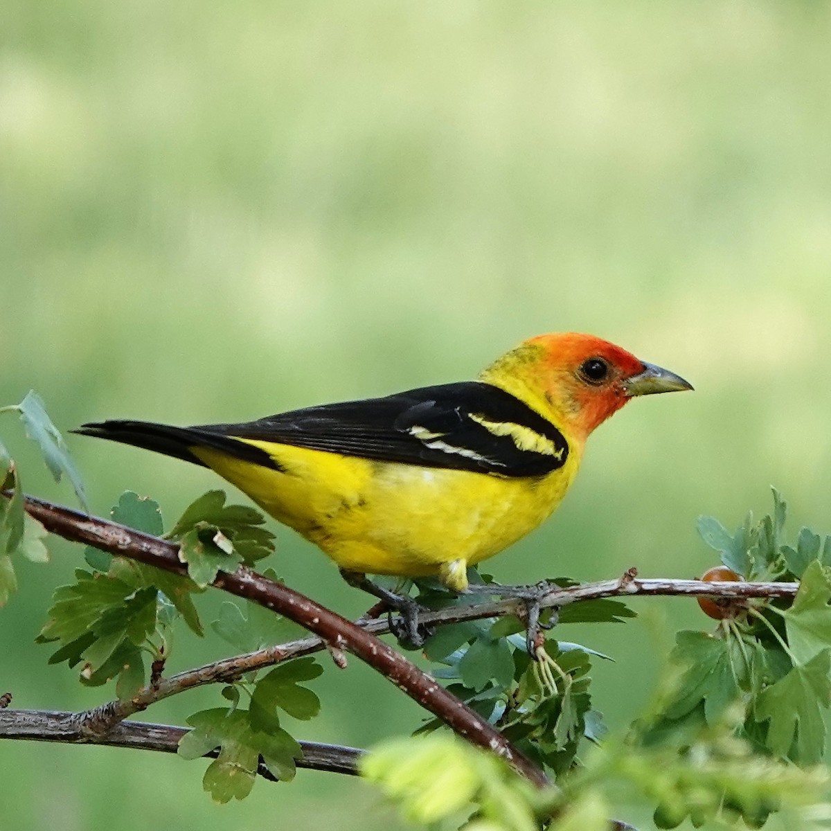 Western Tanager - ML354170531