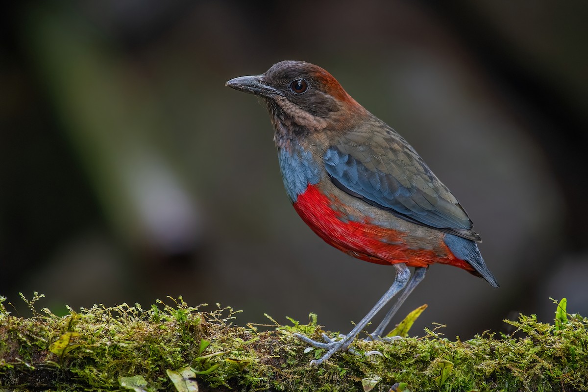 Whiskered Pitta - ML354170811