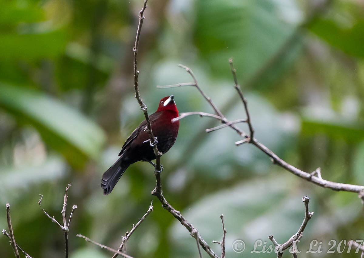 Silver-beaked Tanager - ML354171181