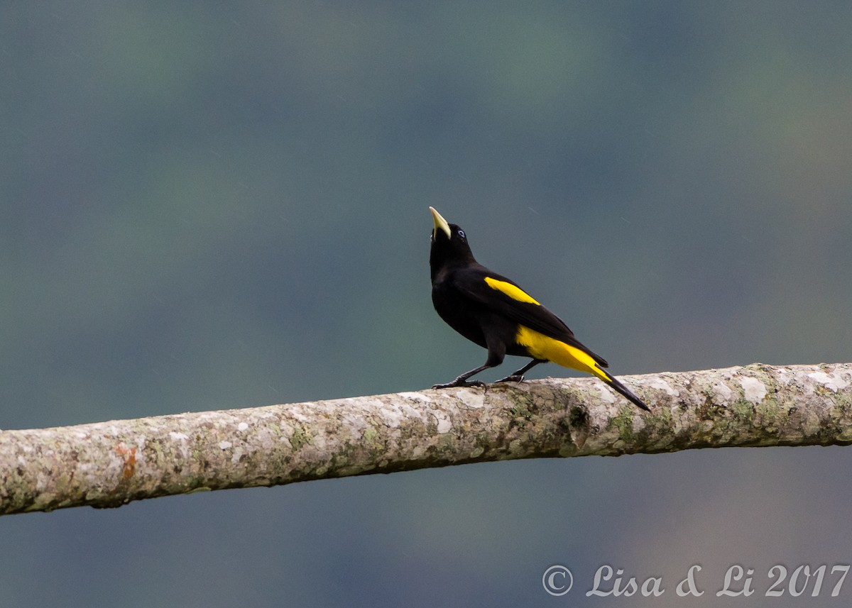 Yellow-rumped Cacique - ML354171231