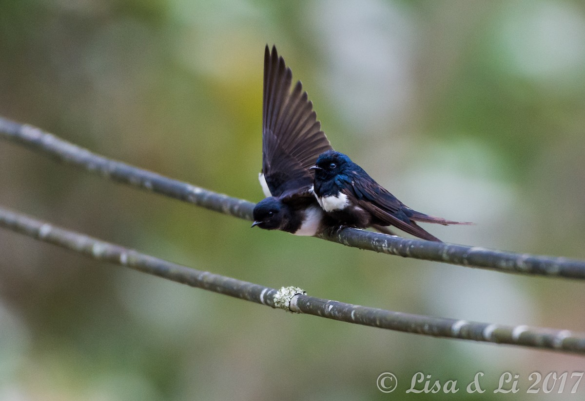 White-banded Swallow - ML354171341