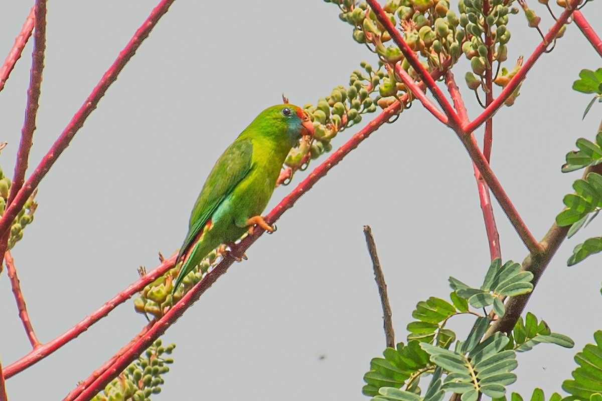 Philippine Hanging-Parrot - ML354172441