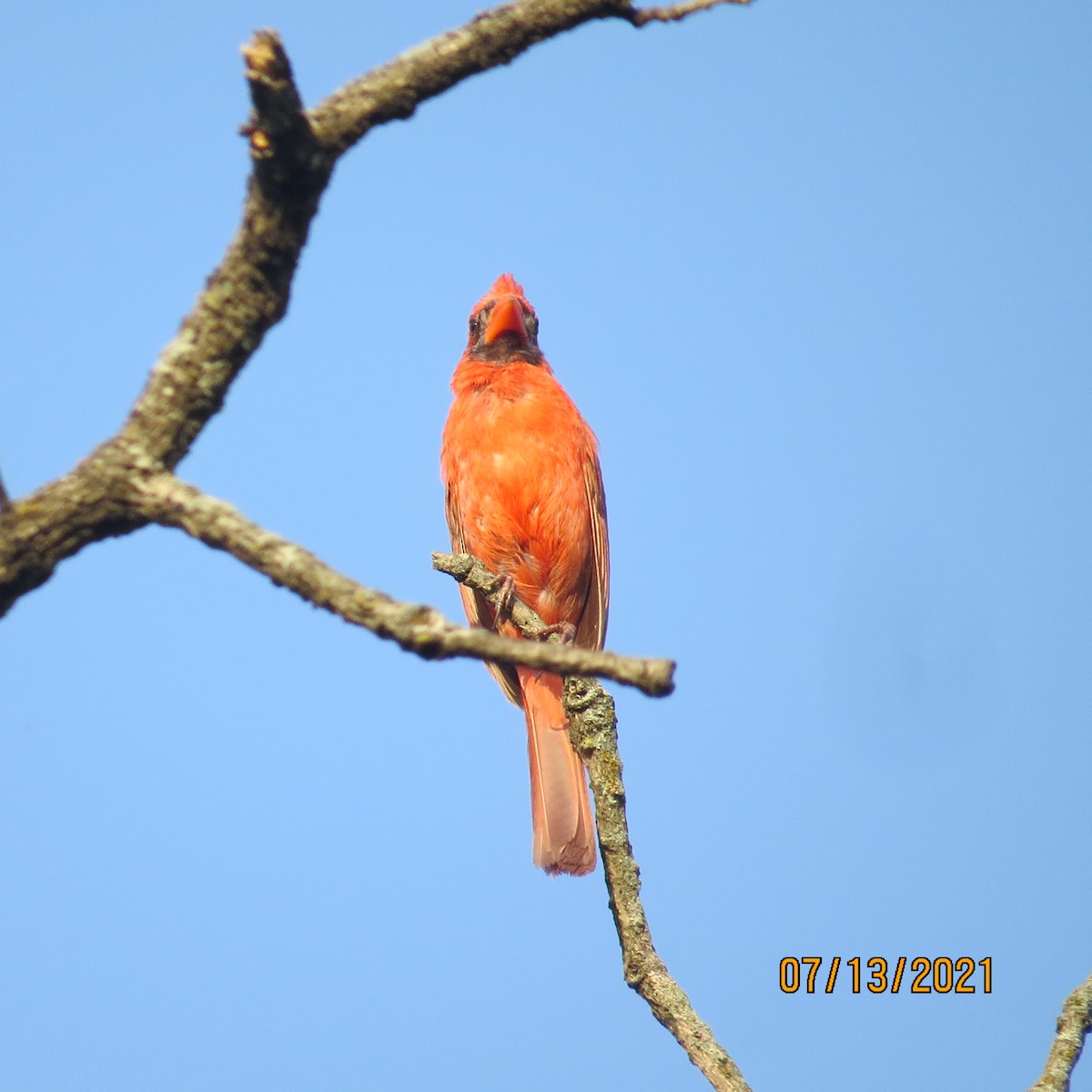 Northern Cardinal - ML354173191