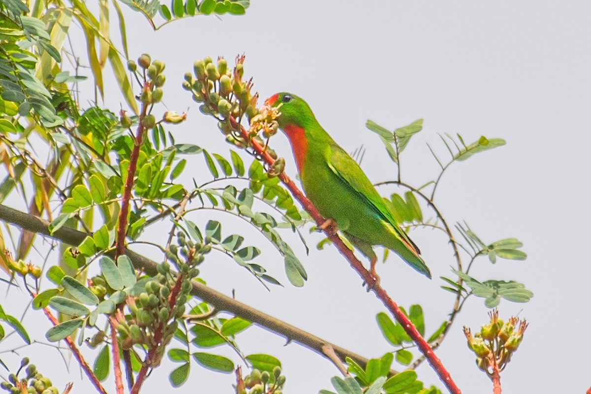 Philippine Hanging-Parrot - ML354173381