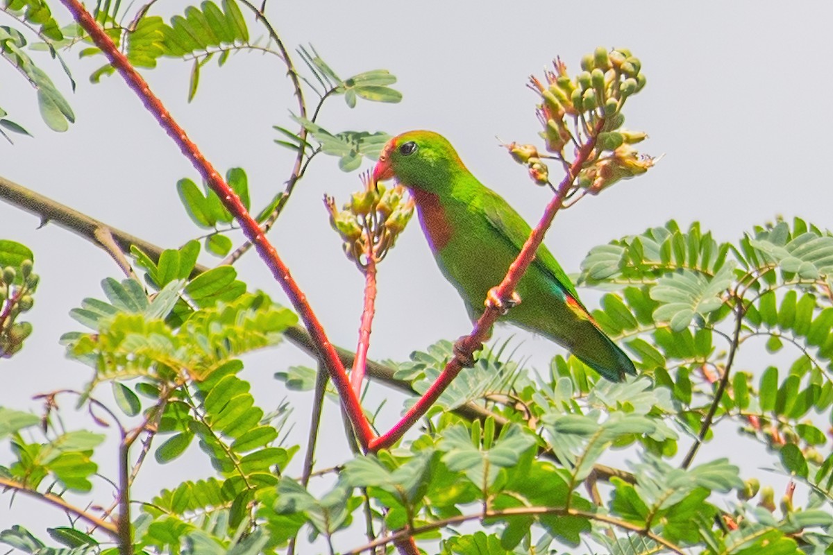 Philippine Hanging-Parrot - ML354173391