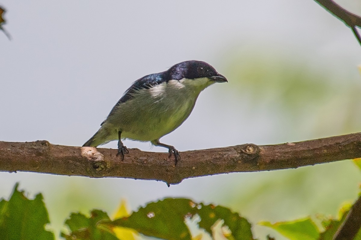 Bicolored Flowerpecker - ML354173431