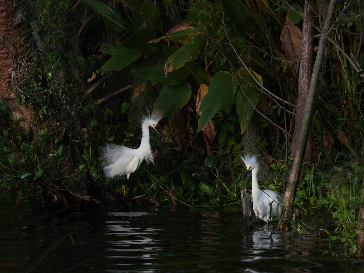 Snowy Egret - Lynette Spence