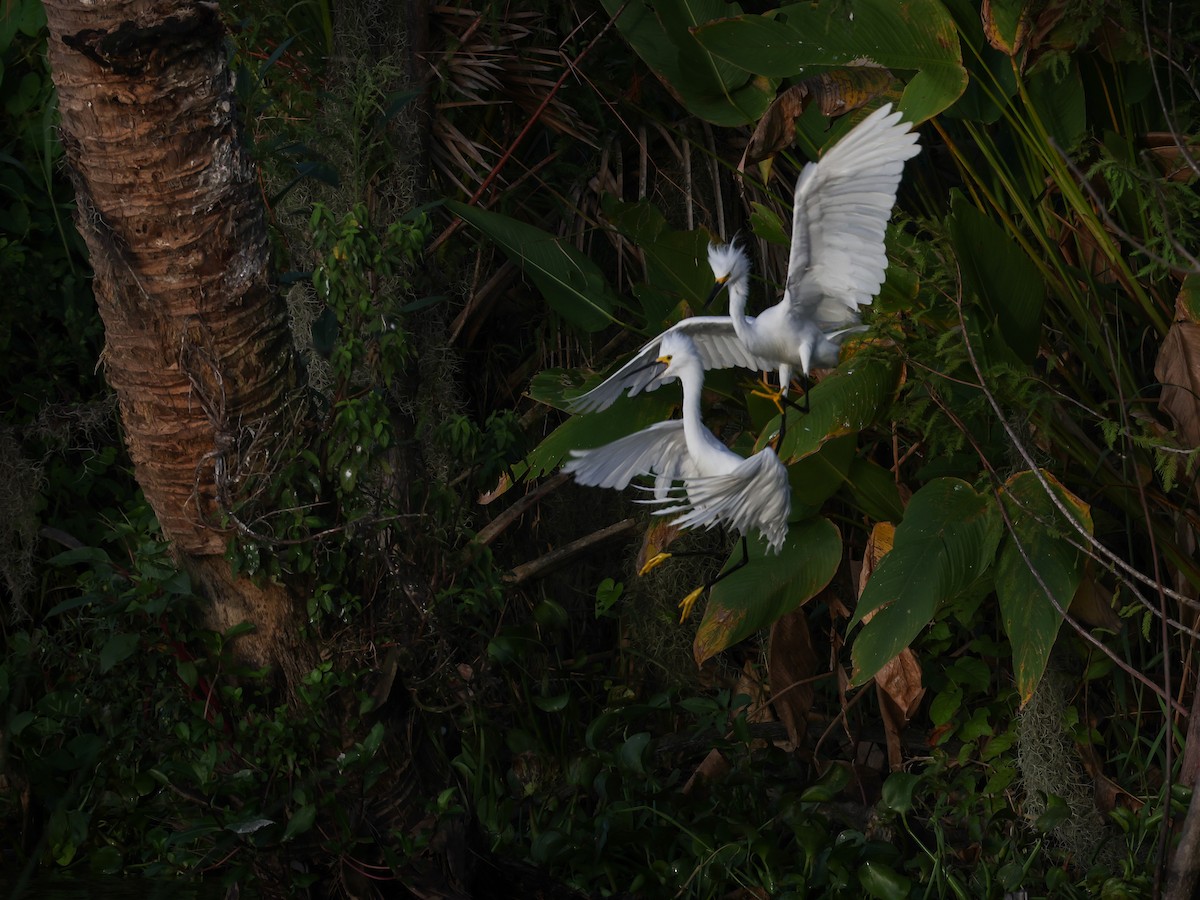 Snowy Egret - ML354173681