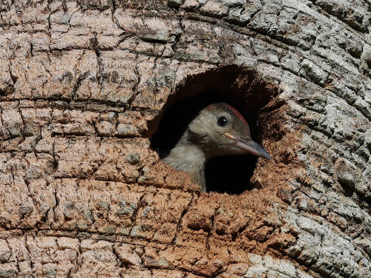 Red-bellied Woodpecker - Lynette Spence