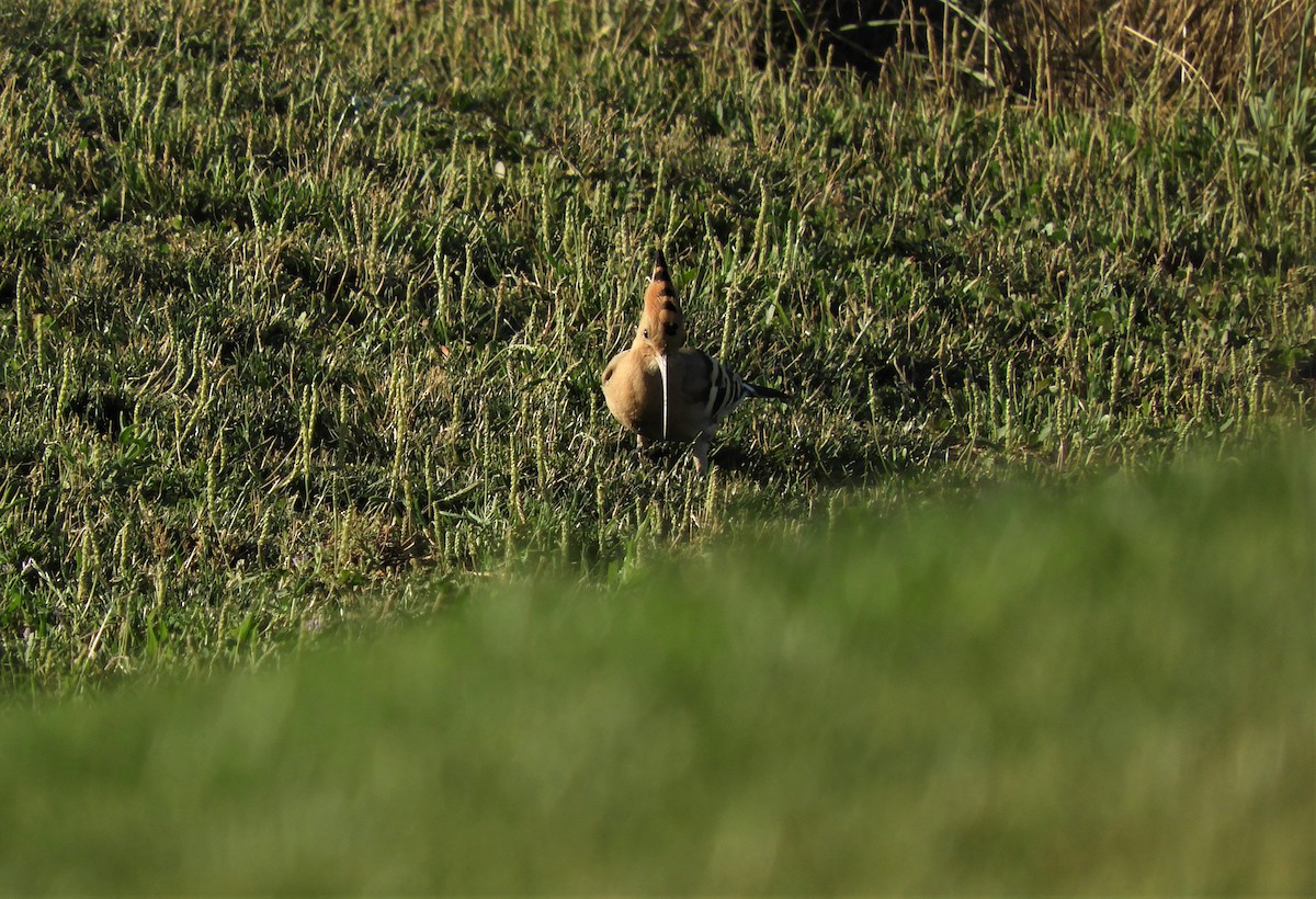 Eurasian Hoopoe - ML354176321