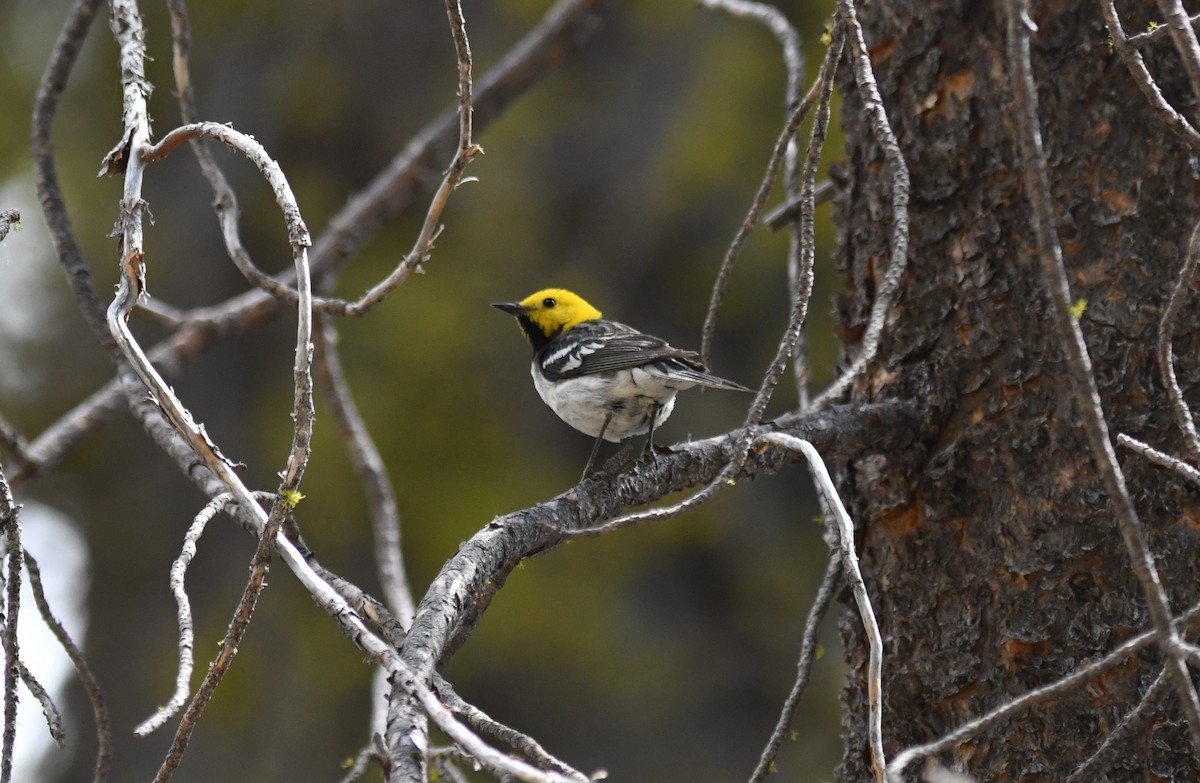 Hermit Warbler - ML354176641