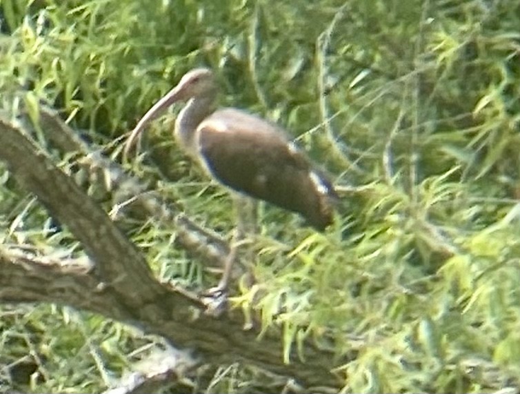 Ibis Blanco - ML354178201