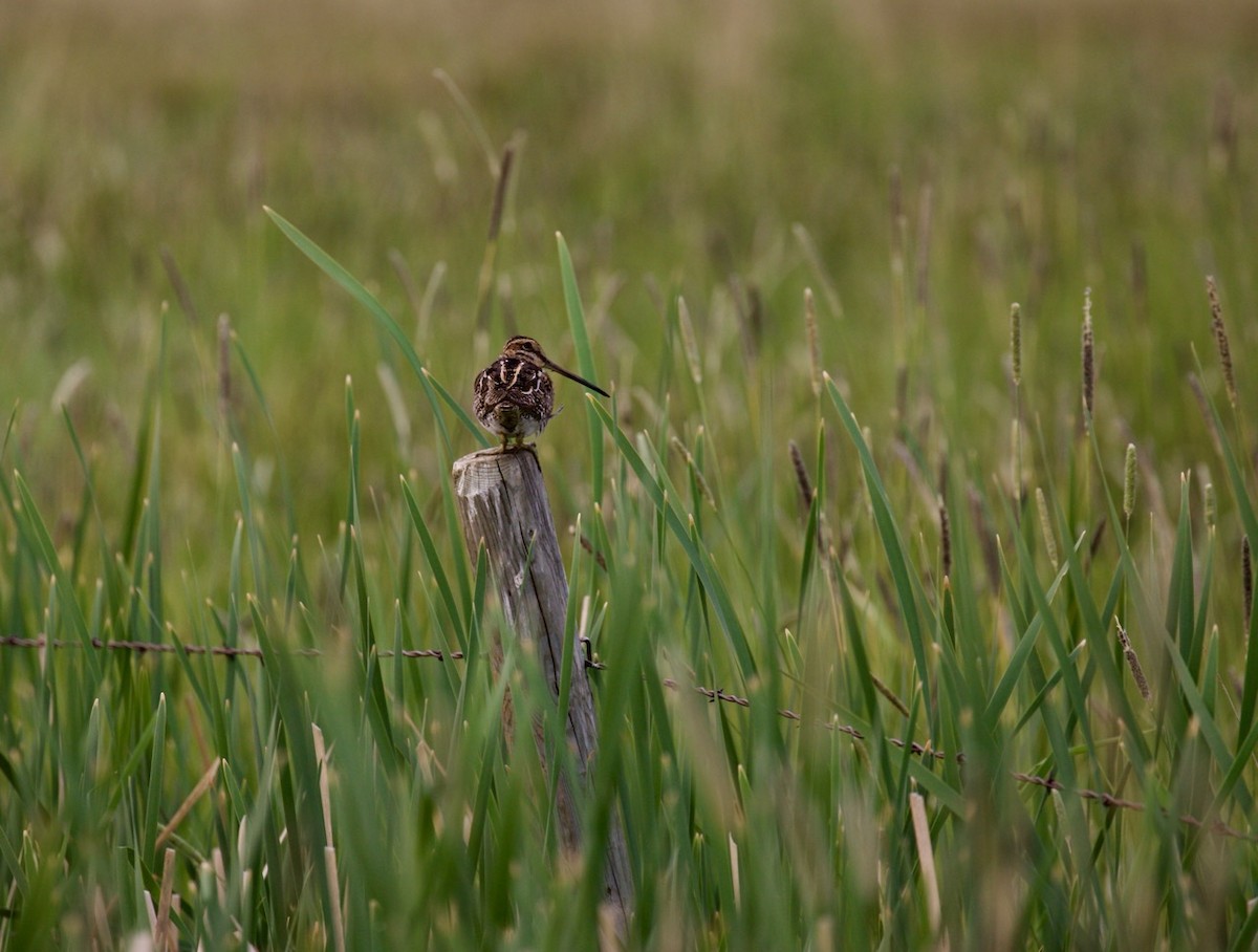 Wilson's Snipe - ML354179181