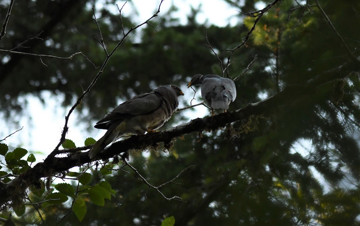 Band-tailed Pigeon - ML354179681