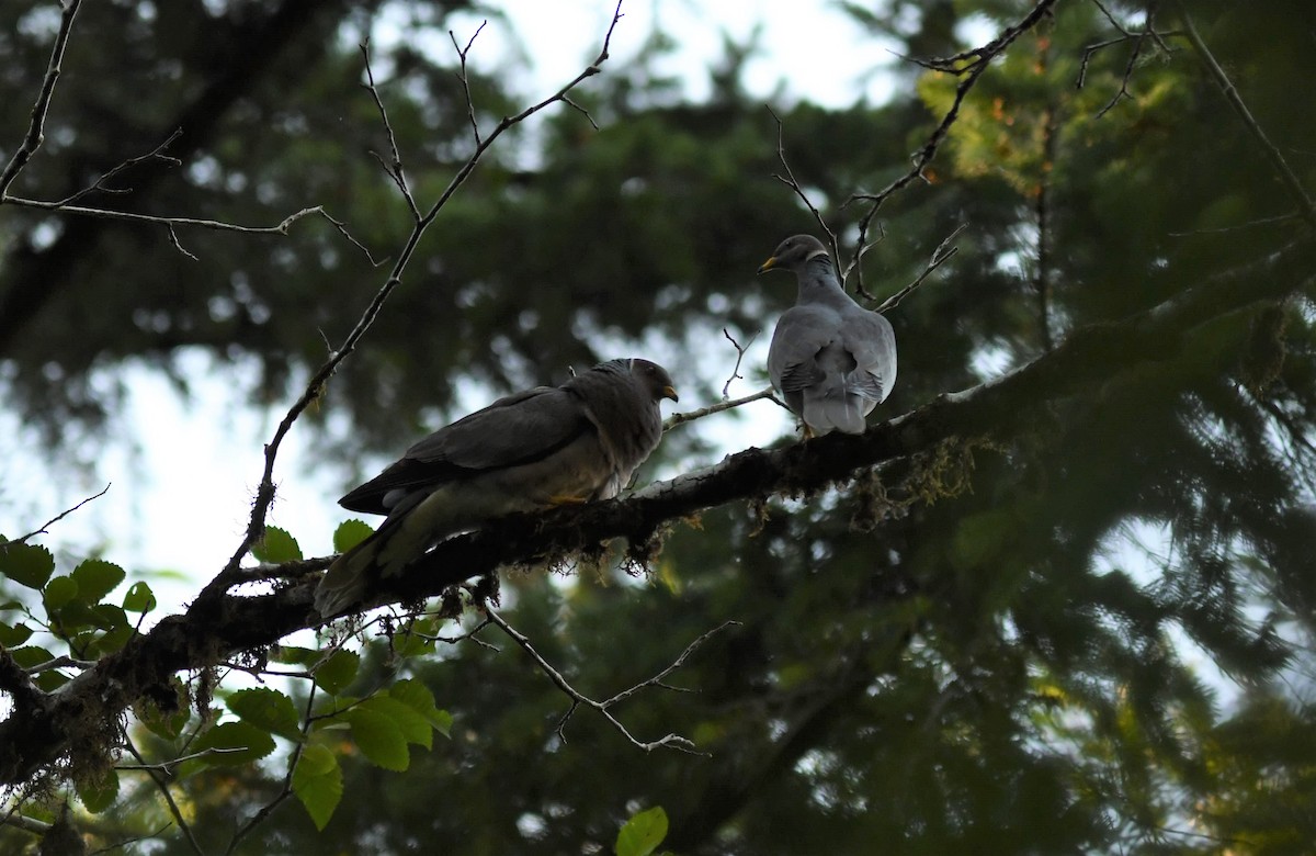 Band-tailed Pigeon - ML354179721