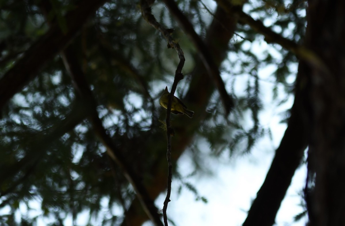 Western Flycatcher (Pacific-slope) - ML354179761