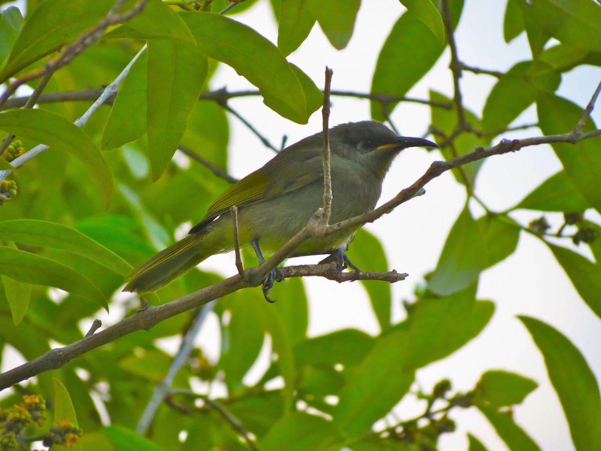 Dark-brown Honeyeater - Lloyd Davis