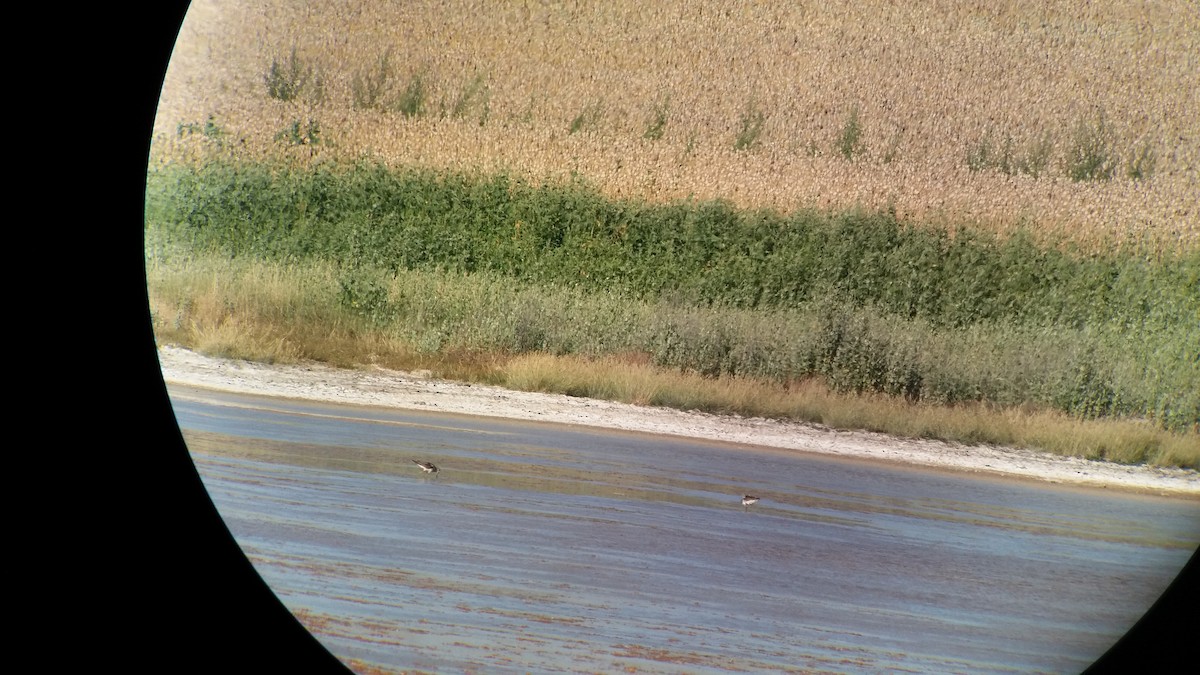 Common Greenshank - ML354182711