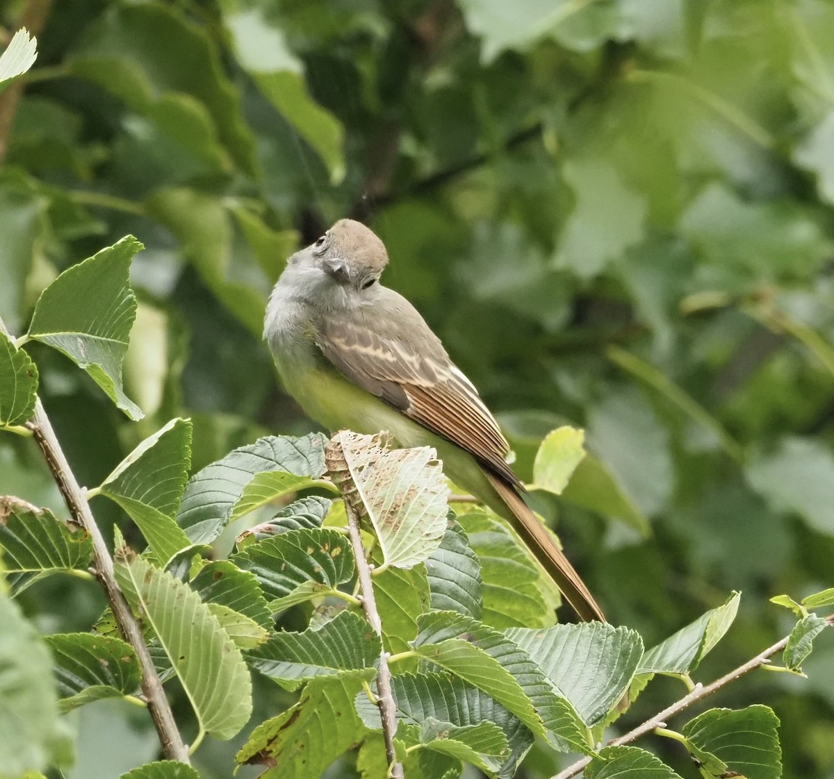 Great Crested Flycatcher - ML354185051