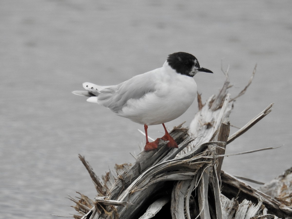 Little Gull - Lynette Thonne