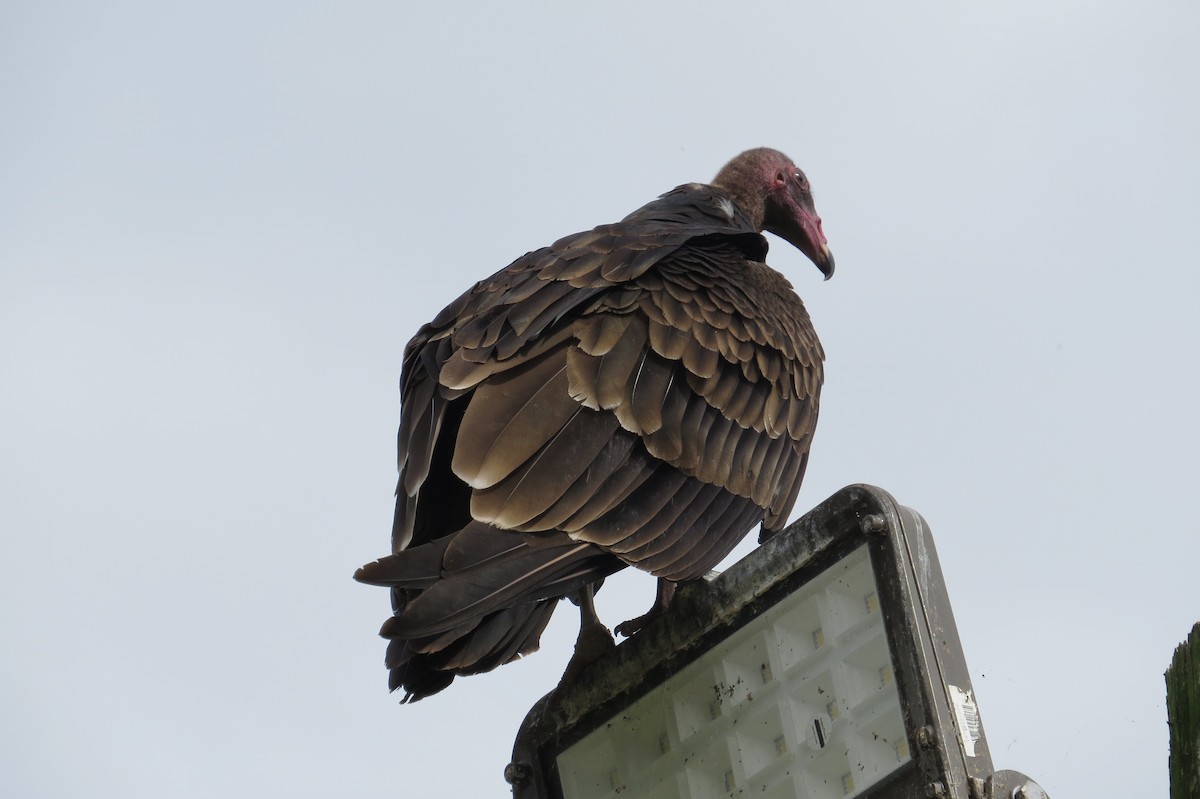 Turkey Vulture - ML354186161