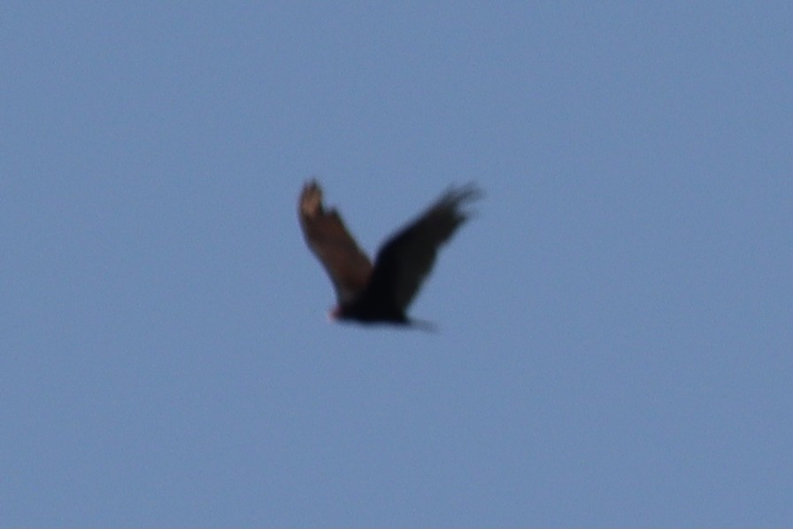 Turkey Vulture - ML354188531