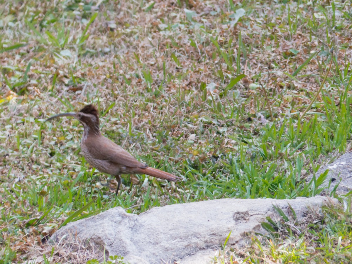 Scimitar-billed Woodcreeper - ML354189081