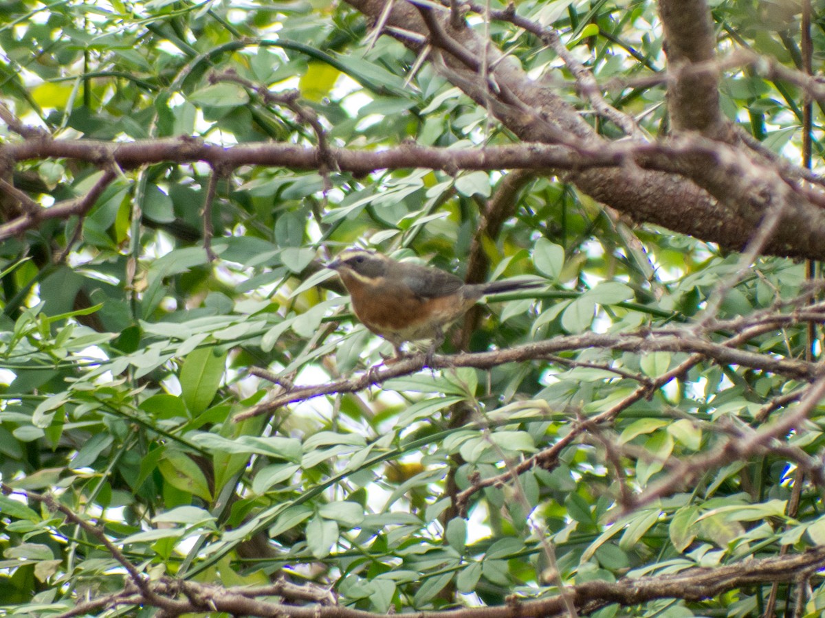 Black-and-chestnut Warbling Finch - ML354189481