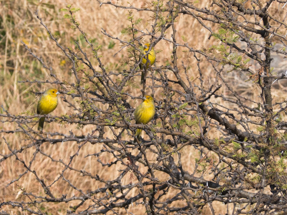 Saffron Finch - ML354189881