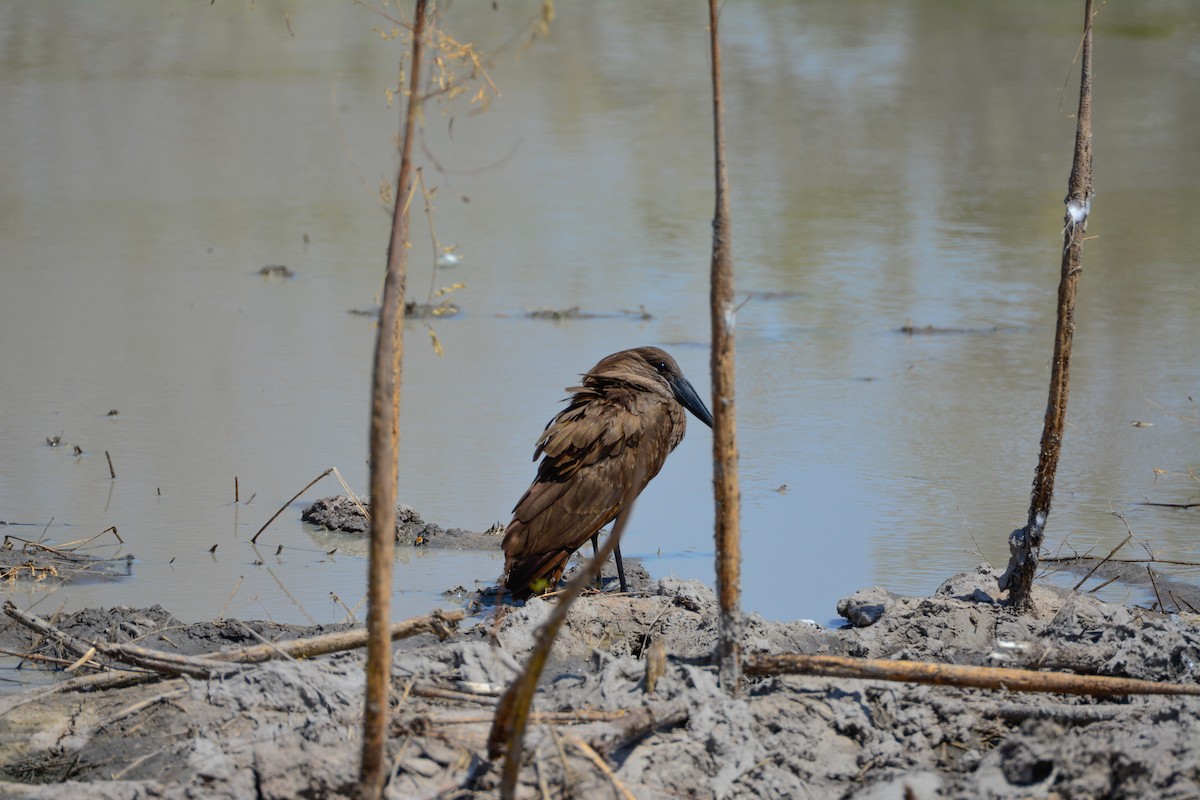 Hamerkop - ML354190221