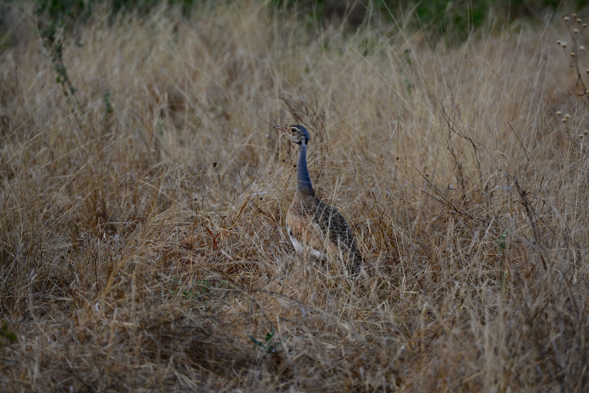 White-bellied Bustard - ML354190351