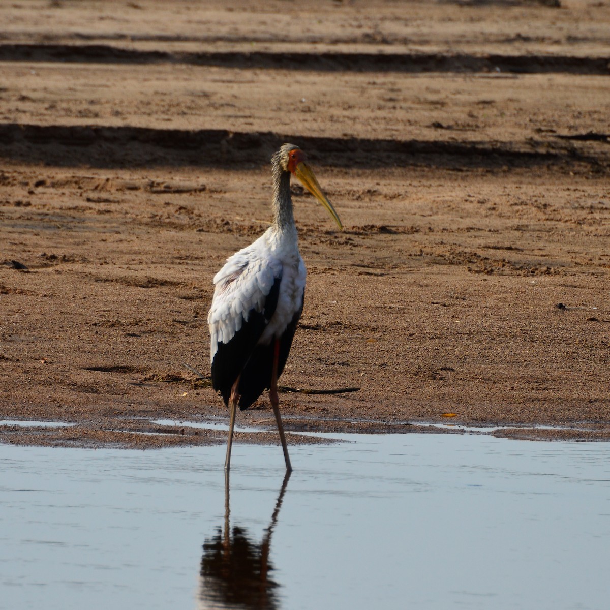 Yellow-billed Stork - ML354190401