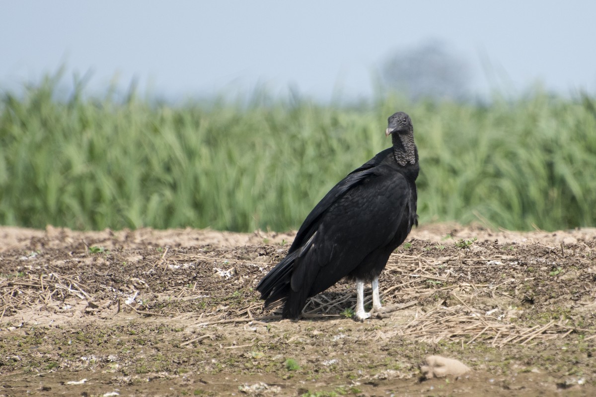 Black Vulture - ML35419051